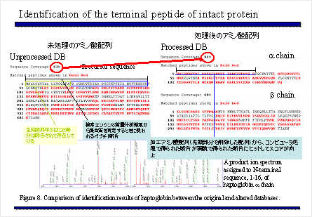 プロセッシング後のアミノ酸配列構造