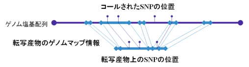 転写産物のゲノムマップ情報