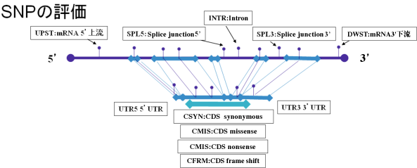 SNPの評価