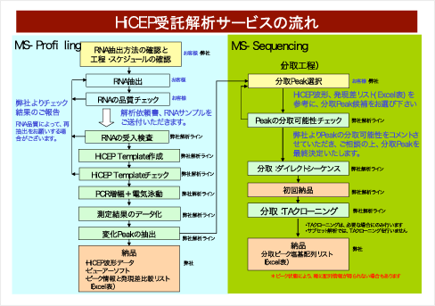 HiCEP受託解析サービスの流れ