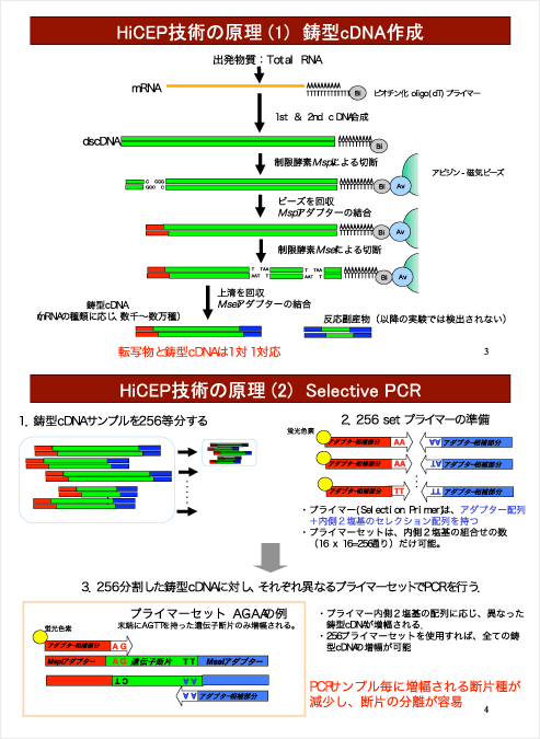 HiCEP技術の原理